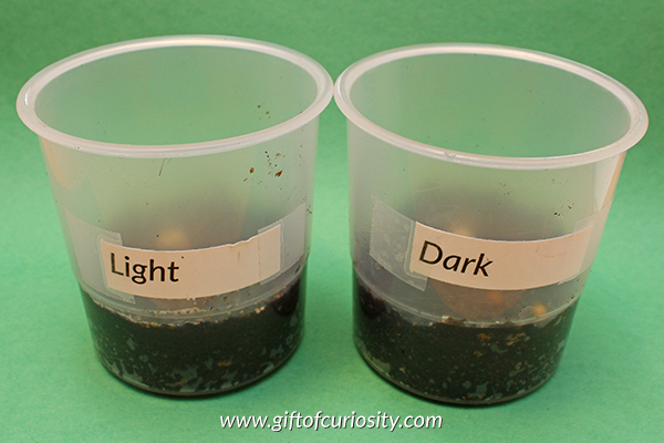 Do seeds need light? - hands on science for kids