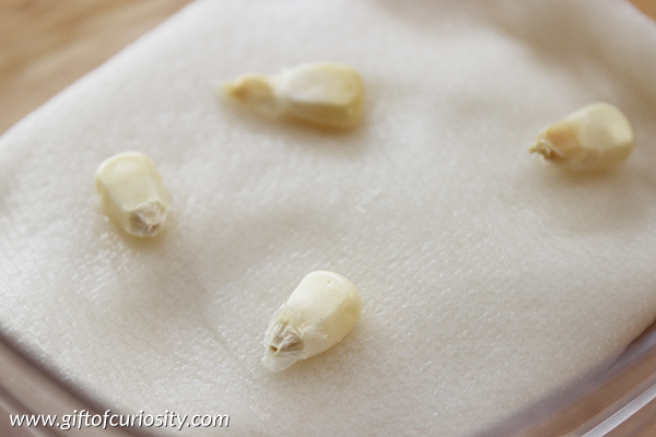Easy fall science for kids: Sprouting fresh corn kernels || Gift of Curiosity