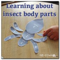 Learning about insect body parts {free printable}