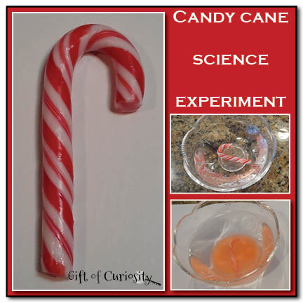 Candy Cane Science Experiment || Gift of Curiosity