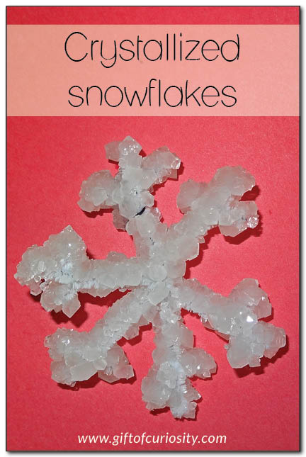 Crystallized snowflakes - these beautiful snowflakes make a great winter craft AND they double as a science demonstration || Gift of Curiosity