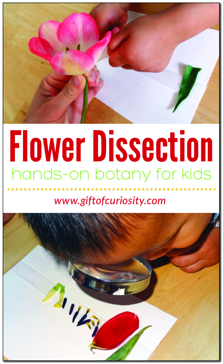 Dissecting a flower is a great hands-on botany lessons to teach kids the parts of a flower #botany #handsonlearning #GiftOfCuriosity || Gift of Curiosity