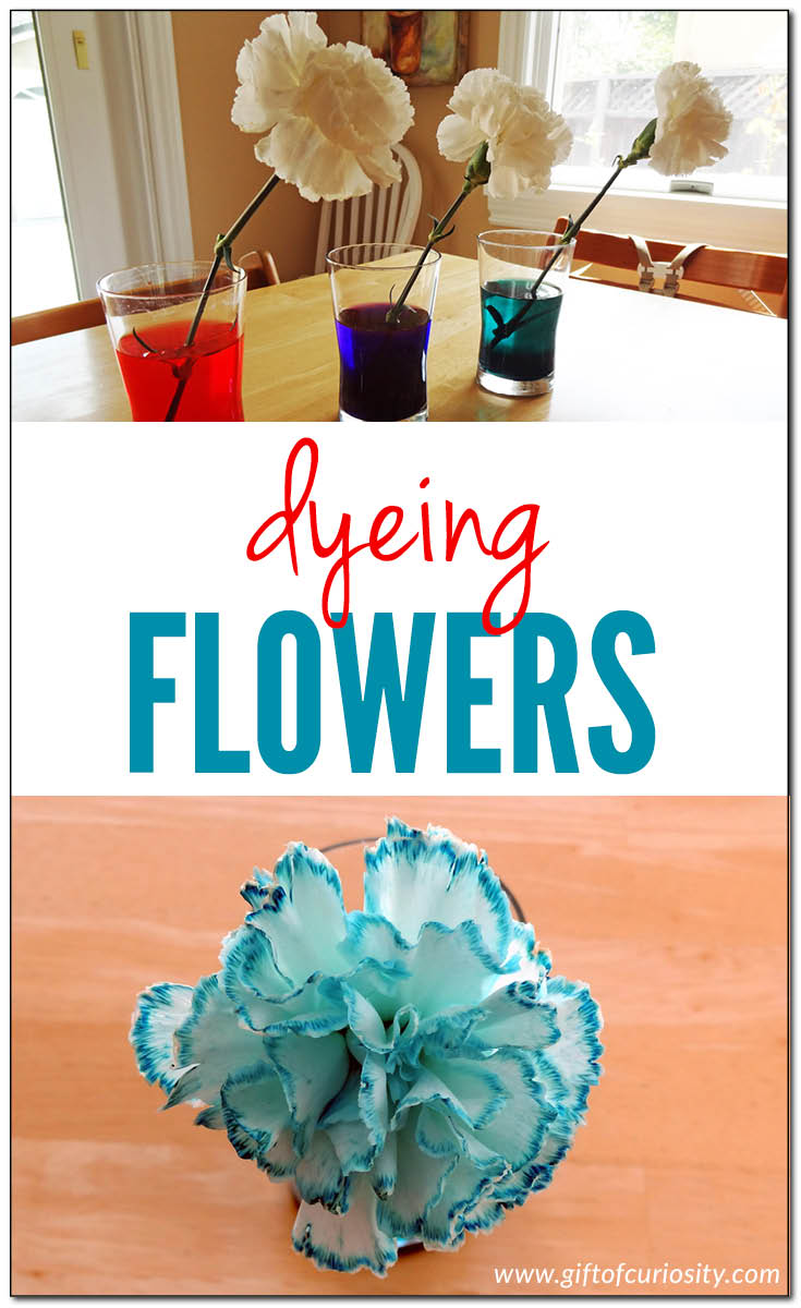 Dyeing flowers | Preschool science | Kindergarten botany | Show how flowers take water up their stems and into their petals || Gift of Curiosity