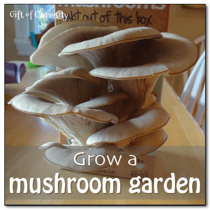 Grow a mushroom garden || Gift of Curiosity