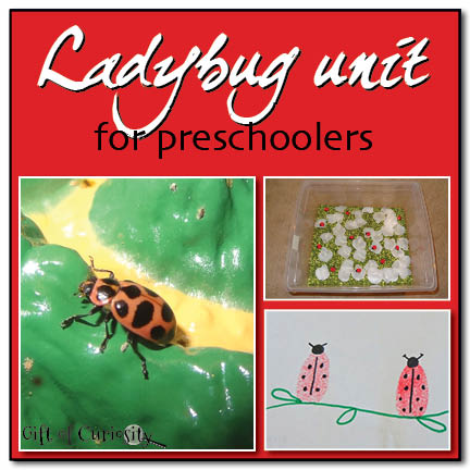 Ladybug unit for preschoolers with books, science, art, sensory, and other activities for learning about ladybugs || Gift of Curiosity