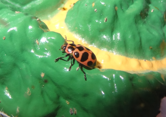 Raising ladybugs in a ladybug habitat || Gift of Curiosity