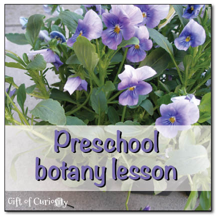 Preschool botany lesson || Gift of Curiosity