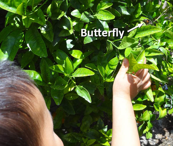 Raising butterflies 13