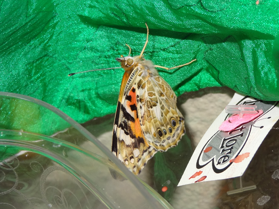 Raising butterflies and watching their life cycle || Gift of Curiosity