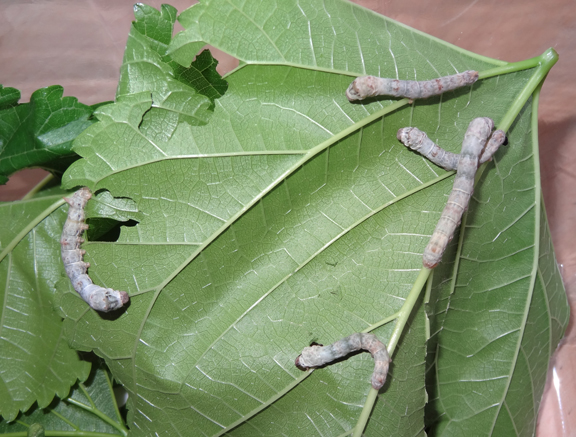 Raising silkworms and watching their life cycle || Gift of Curiosity
