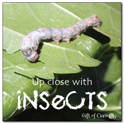 Up close with insects || Gift of Curiosity
