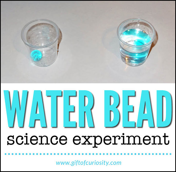 Simple water bead science experiment for kids | preschool science || Gift of Curiosity