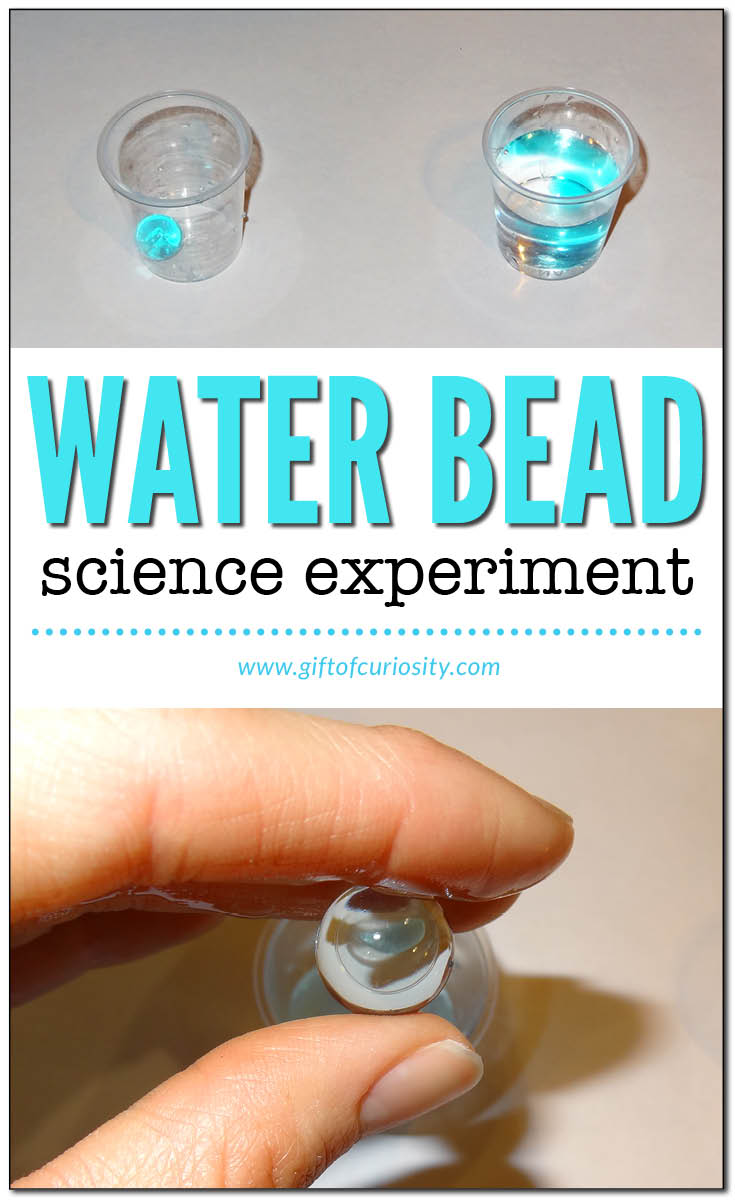 Simple water bead science experiment for kids | preschool science || Gift of Curiosity