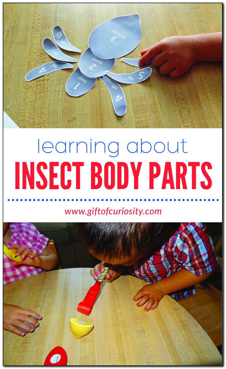 Learning about insect body parts: two activities plus a free printable game to learn about insect anatomy | #insects #freeprintable #handsonlearning #giftofcuriosity || Gift of Curiosity