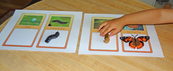 Preschool insect unit activities - match the butterfly life cycle stages || Gift of Curiosity