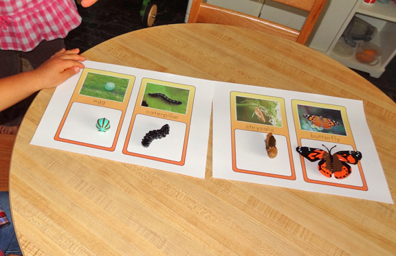 Preschool insect unit activities - match the butterfly life cycle stages || Gift of Curiosity