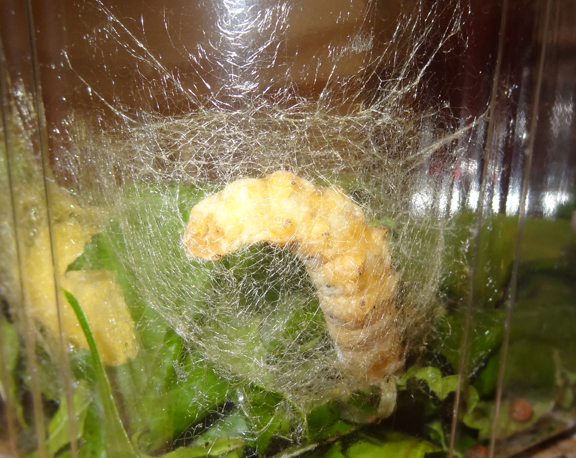 Silkworms update || Gift of Curiosity