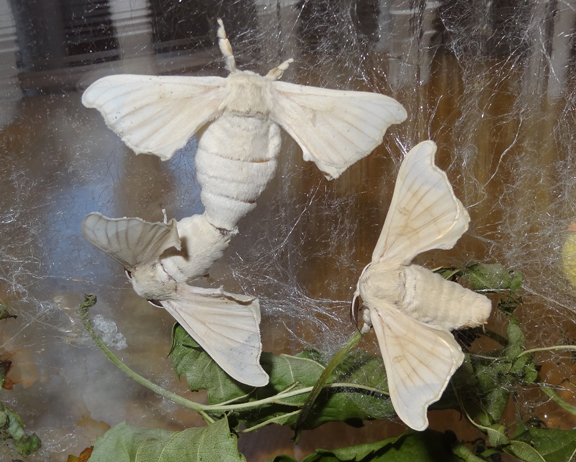 Silkworms update || Gift of Curiosity