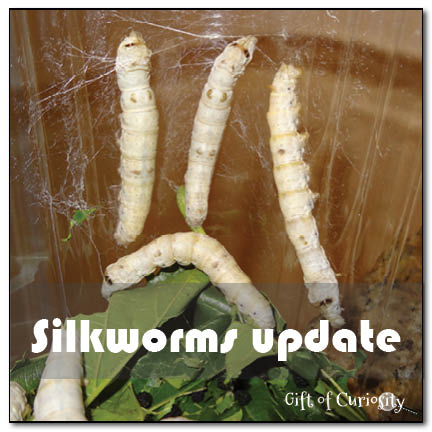 Silkworms update - see how our silkworms have grown and changed as we have observed their life cycle! || Gift of Curiosity