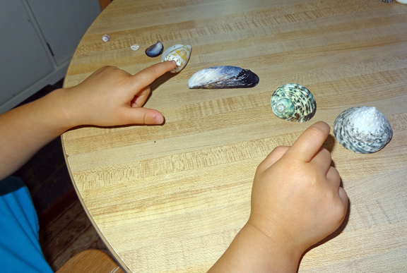 Shell activities for kids - ordering, sorting, examining, and experiencing them with all five senses || Gift of Curiosity