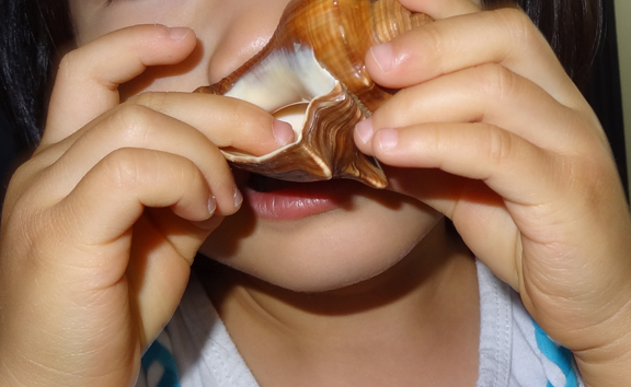 Shell activities for kids - ordering, sorting, examining, and experiencing them with all five senses || Gift of Curiosity