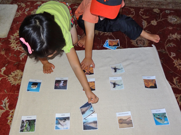 Using 3-part cards to help kids learn about ocean animals || Gift of Curiosity