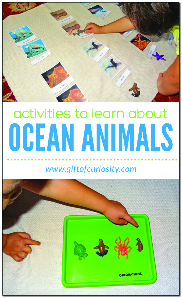Learning about ocean animals - Gift of Curiosity