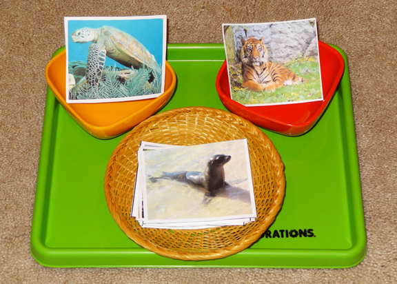 Ocean Montessori trays - sorting sea and land animals || Gift of Curiosity