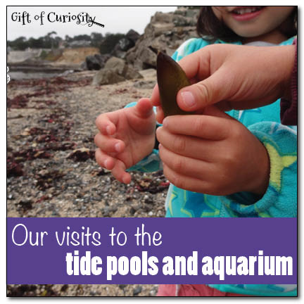 Our visits to the tide pools and aquarium || Gift of Curiosity