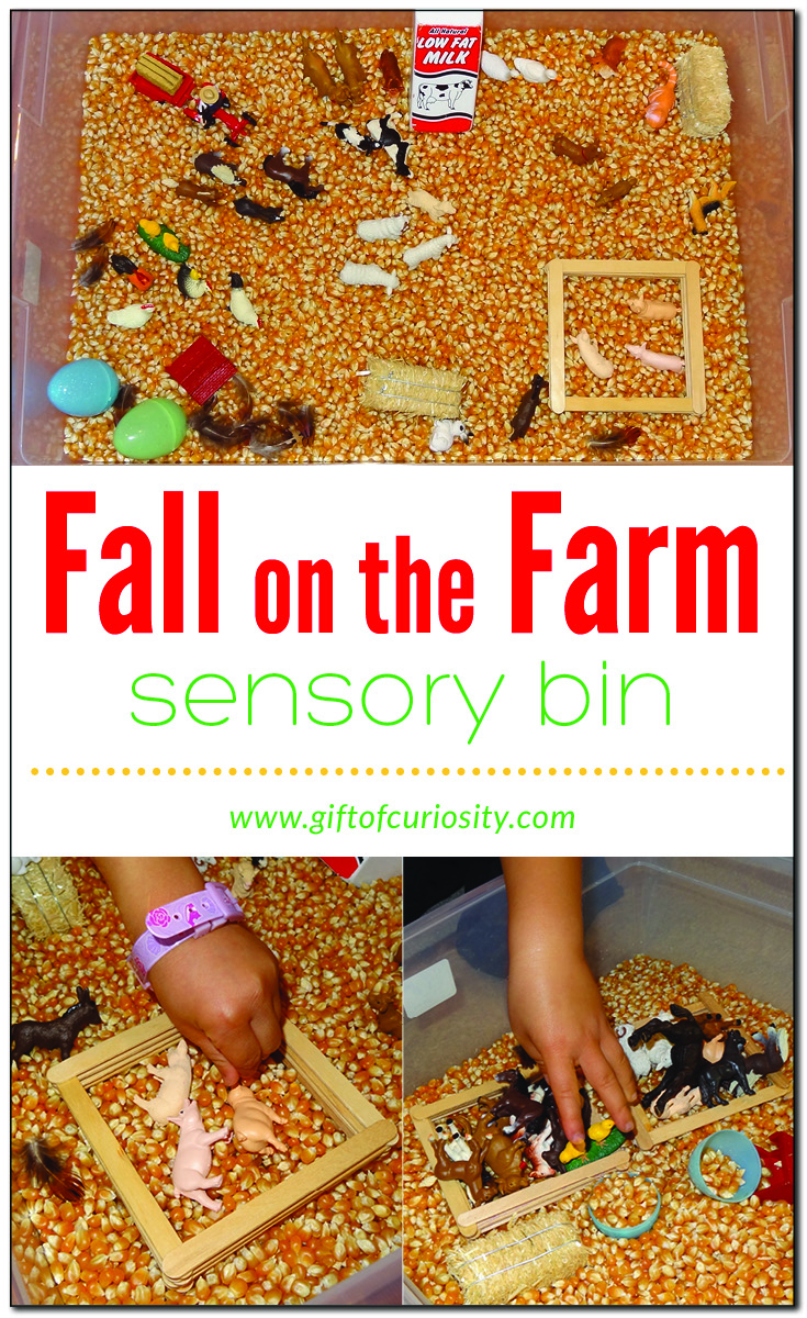 Fall on the farm sensory bin using dried corn as the base and Safari Ltd TOOB figures || Gift of Curiosity
