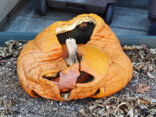 Halloween science: Pumpkin decomposition - Gift of Curiosity