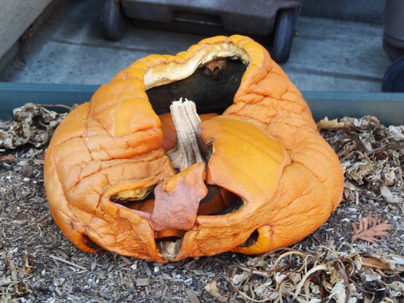 Halloween Science - pumpkin decomposition || Gift of Curiosity