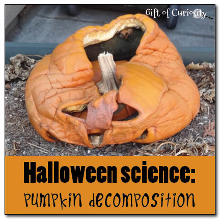 Halloween Science - pumpkin decomposition || Gift of Curiosity