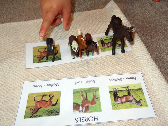 Learning about farm animals by studying the names of farm animal families || Gift of Curiosity