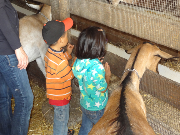 Learning about farm animals by visiting a goat dairy farm || Gift of Curiosity