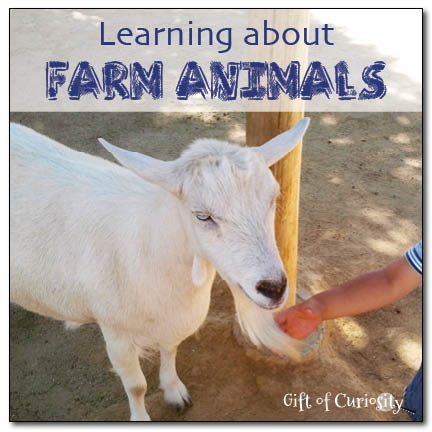 Learning about farm animals through games, three-part cards, and farm visits || Gift of Curiosity