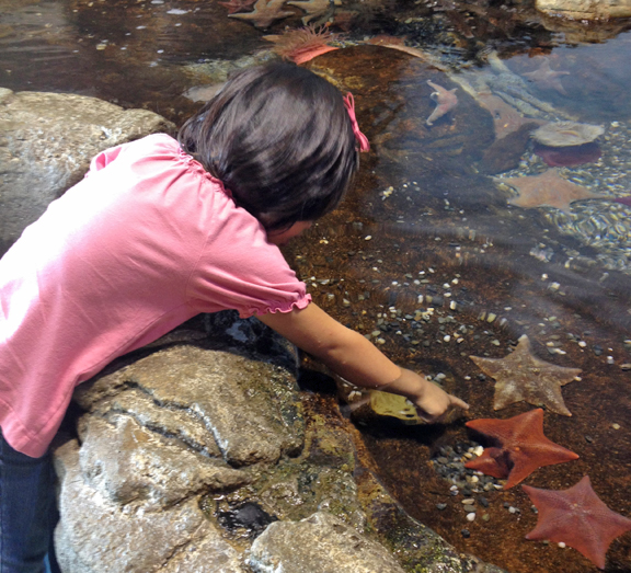 Our visits to the tide pools and aquarium 8