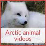 Arctic animal videos