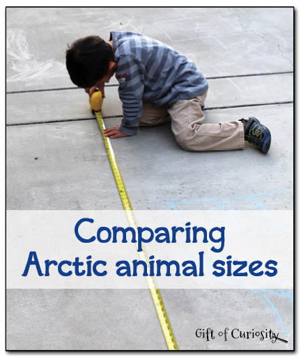 Comparing Arctic animal sizes - an activity that combines learning about Arctic animals with practicing measuring skills || Gift of Curiosity