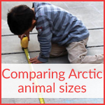 Comparing Arctic animal sizes