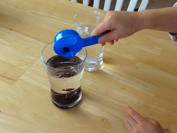 The dancing raisins experiment - add 1/3 cup raisins to the water glass || Gift of Curiosity