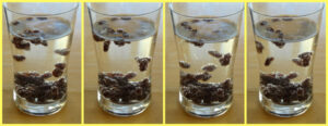 Dancing raisins experiment - Gift of Curiosity