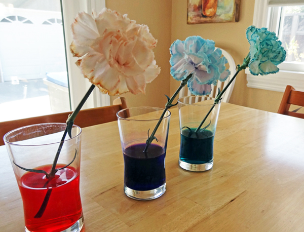 Dyeing flowers from Gift of Curiosity