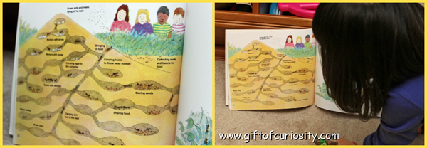 Learning about ant habitats through books #insectunit #kbn #preschoolscience || Gift of Curiosity