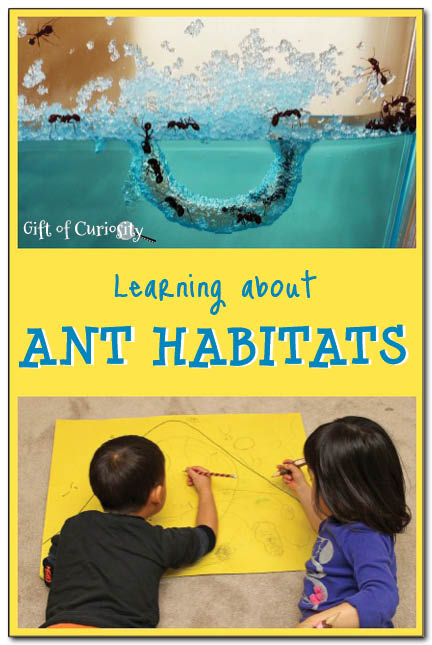 Learning about ant habitats #insectunit #kbn #preschoolscience || Gift of Curiosity
