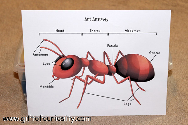 Teaching kids about ant anatomy with a free printable activity || Gift of Curiosity