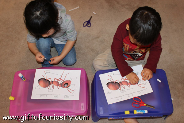 Teaching kids about ant anatomy with a free printable activity || Gift of Curiosity