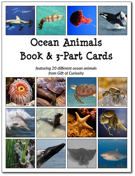 Downloadable, Montessori-friendly Ocean-Animals 3-part cards and Ocean Animals Book for studying ocean animals. These beautiful images will be a great addition to your study of ocean animals! #ocean #Montessori || Gift of Curiosity