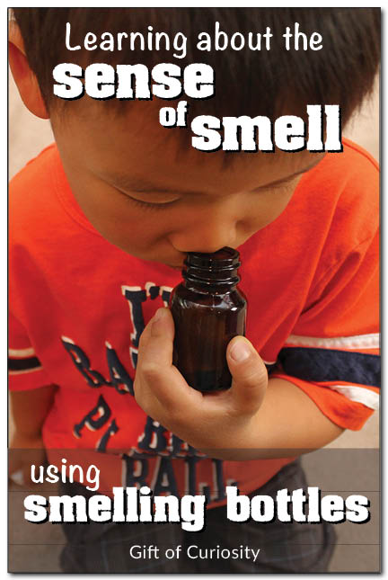 Exploring the five senses: Learning about the sense of smell using smelling bottles #handsonlearning #ece #kbn || Gift of Curiosity
