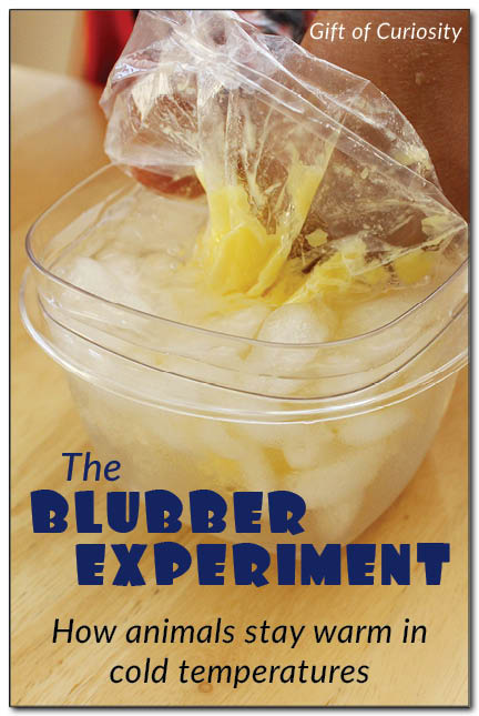 Blubber experiment: How animals stay warm - Gift of Curiosity